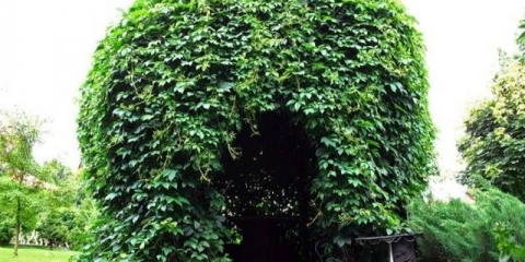 Koje biljke penjačice posaditi u blizini sjenice